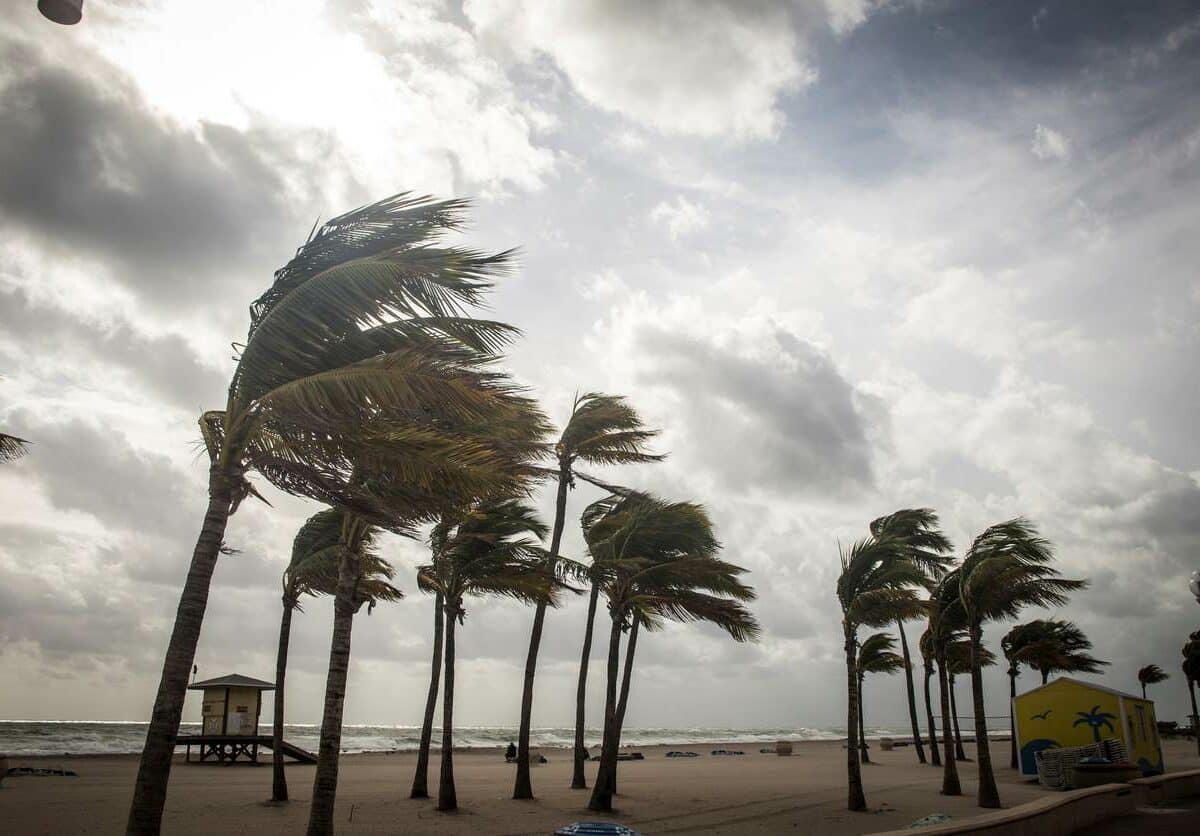 Palm trees blowing in the wind before a hurricane arrives.